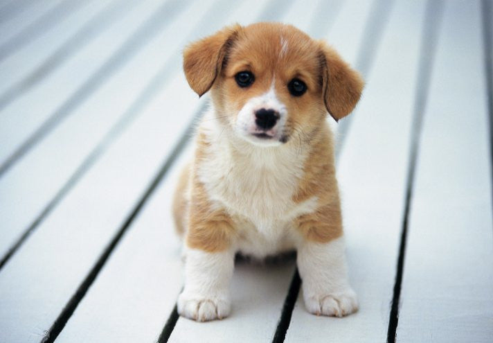 Cute Puppy
