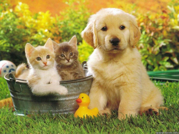 Bucket of Cuteness