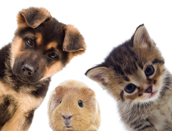 Cute Puppy, Kitten and Hamster